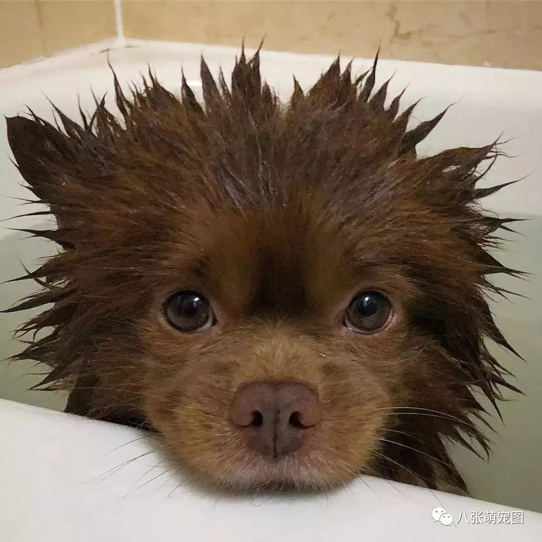 「帕丁頓熊」洗澡畫面曝光，被網紅汪的真面目給嚇到了... 寵物 第13張