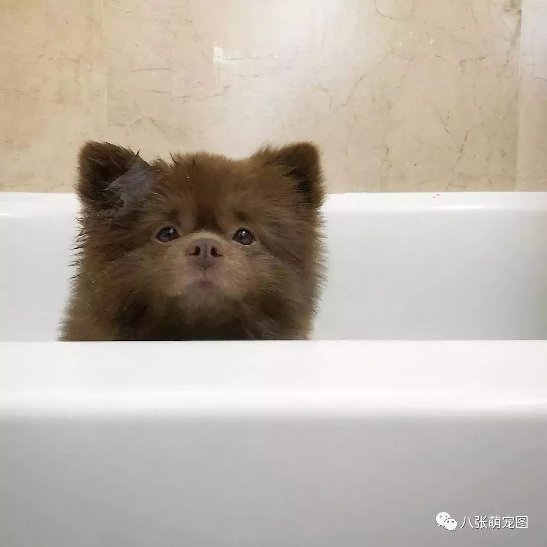 「帕丁頓熊」洗澡畫面曝光，被網紅汪的真面目給嚇到了... 寵物 第5張