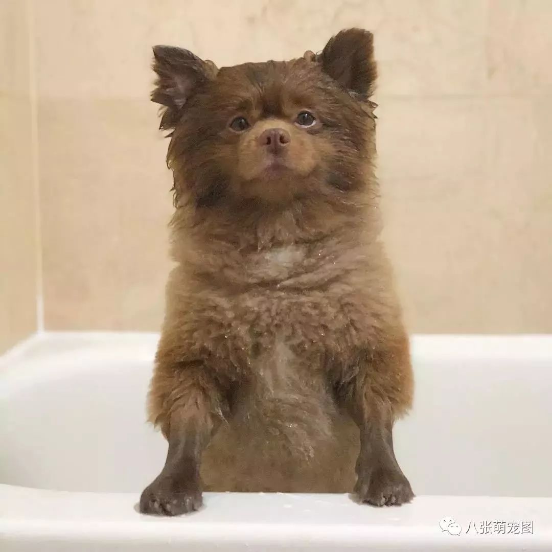 「帕丁頓熊」洗澡畫面曝光，被網紅汪的真面目給嚇到了... 寵物 第6張