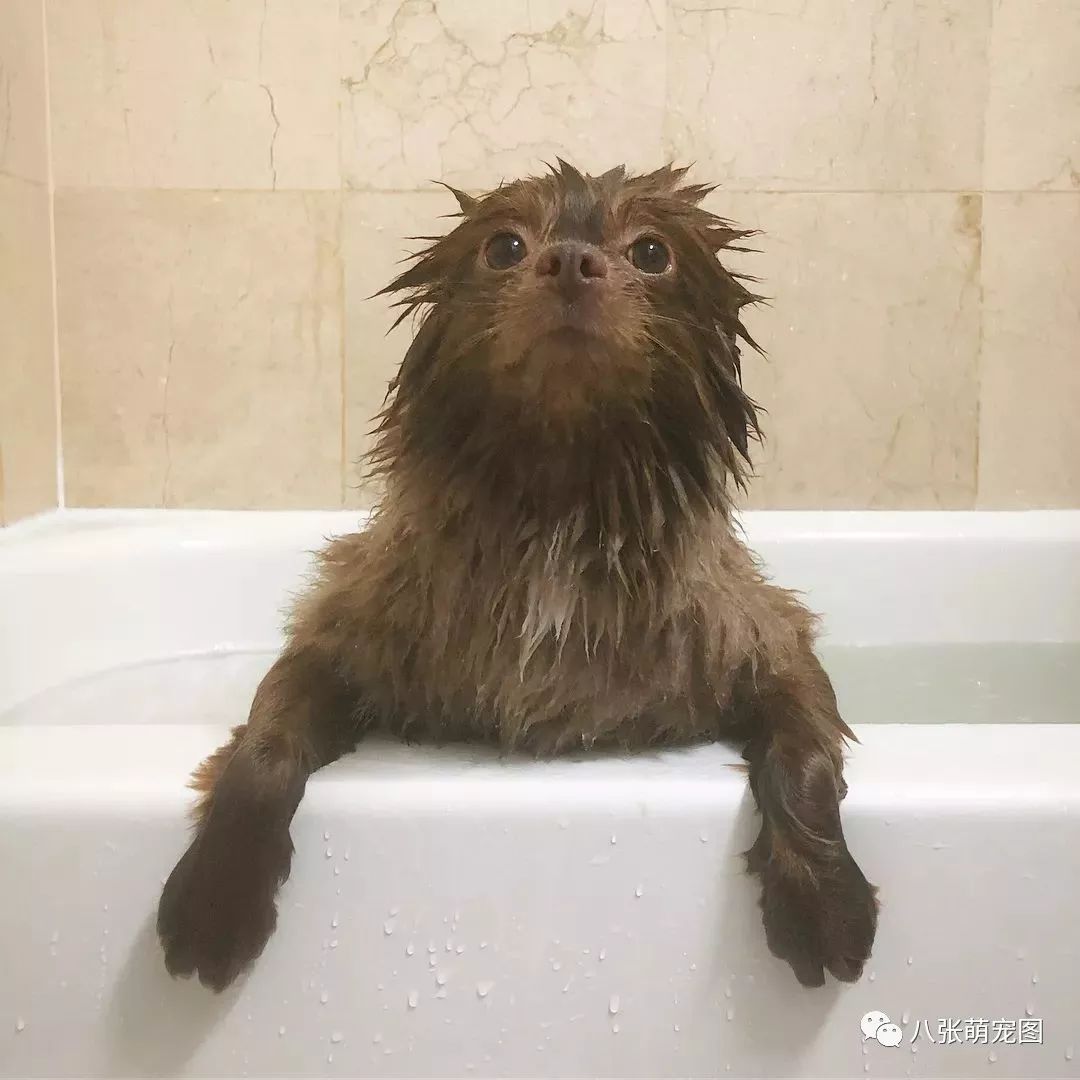 「帕丁頓熊」洗澡畫面曝光，被網紅汪的真面目給嚇到了... 寵物 第9張