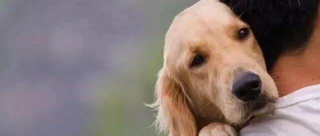 你是从什么时候发现...狗狗也在爱着你？