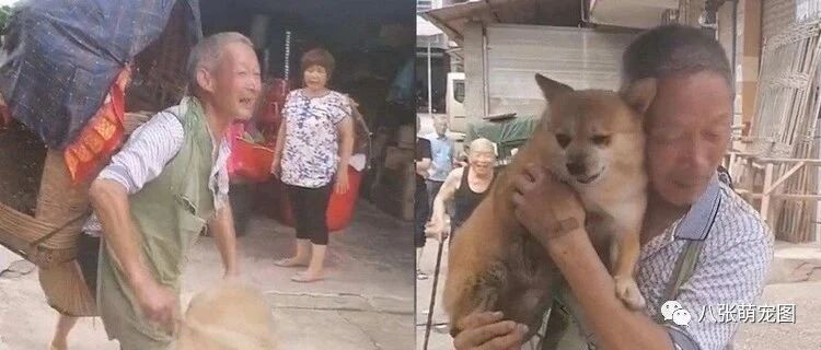 相依为命的狗狗走丢了，老爷爷在街头哭得像个孩子，好在…