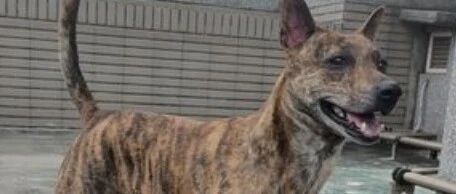 “可以，那狗归我！”老婆吵架提离婚，老公此句话一出，她瞬间秒怂…