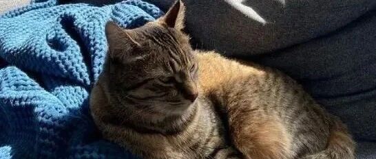 狗大胆竟想向猫撒尿，再一看，误会了，原来是......