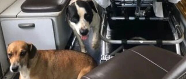 主人被拉上救护车后，狗狗们坚持要陪着一起，急诊门外守了一夜都没合眼…