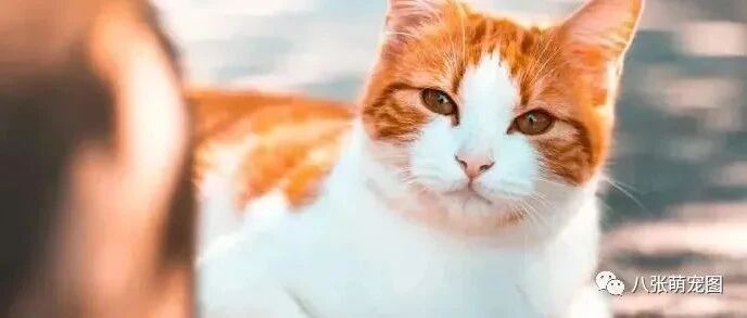 大猫是怎么教坏小猫的？主人看了这后，很是无语！