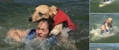 这个知识居然很多人不知道，千万别这样害了你的狗！