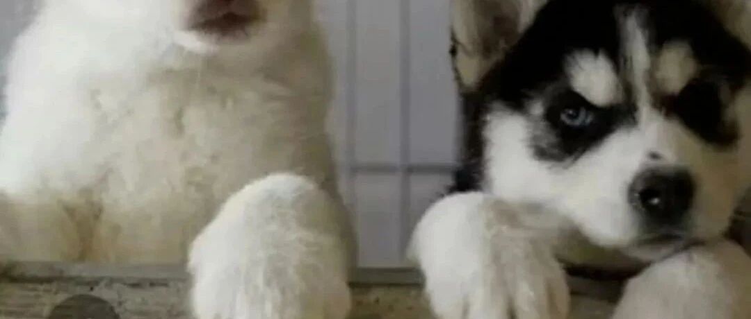 盲盒内惊现活体宠物！抽不到心仪品种就丢弃，很多狗狗因此丧命！