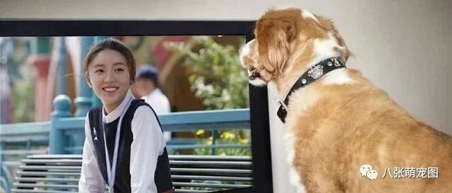 狗子和铲屎官一起追剧《三十而已》，结果它快被林有有气死了...