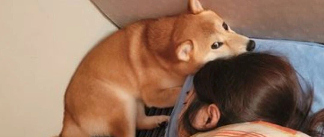 对于养狗，有多少人曾是：一开始是真的不想养，后来啪啪打脸，真香了！