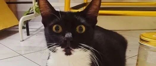 猫砂盆惊现卤鸡爪，主人看后秒崩溃，网友：吃饭时不要点开！