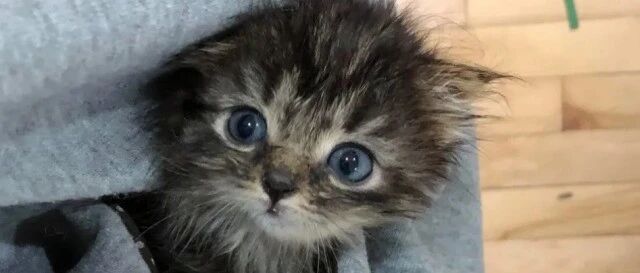 如果有这样一只小猫趴在窗前求助，你会怎么样？