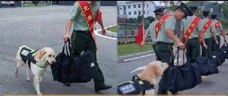 【未删减】老兵退伍，军犬咬着行李不让走，最后“违抗命令”冲出大门挽留