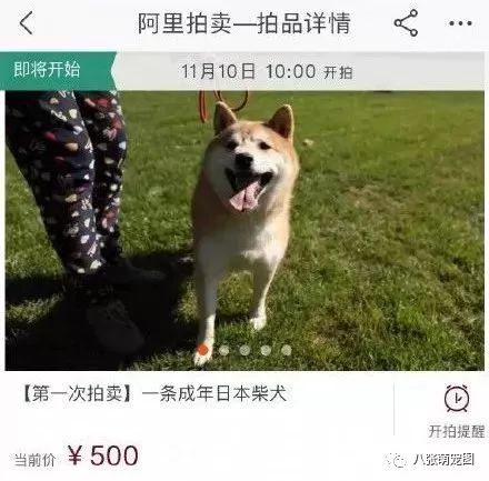 法院拍賣柴犬替主人還債？狗子：主人靠不住，只能靠自己！ 萌寵 第2張