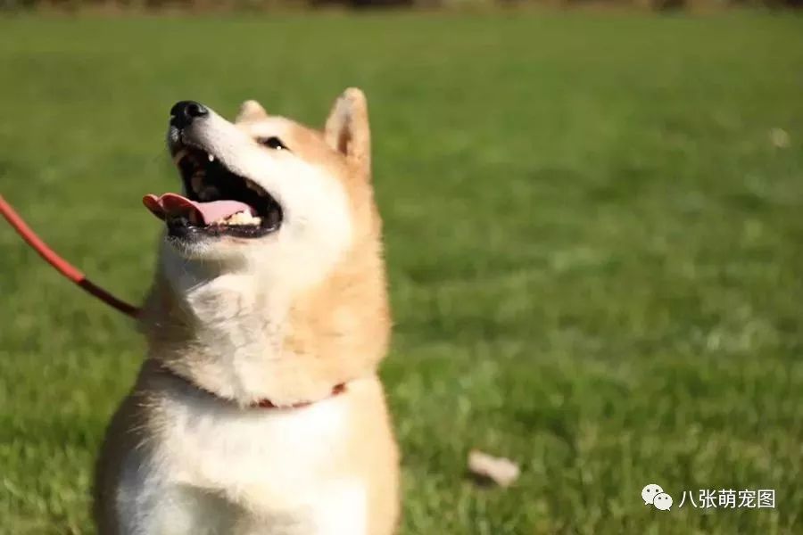 法院拍賣柴犬替主人還債？狗子：主人靠不住，只能靠自己！ 萌寵 第3張