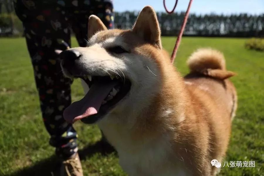 法院拍賣柴犬替主人還債？狗子：主人靠不住，只能靠自己！ 萌寵 第4張