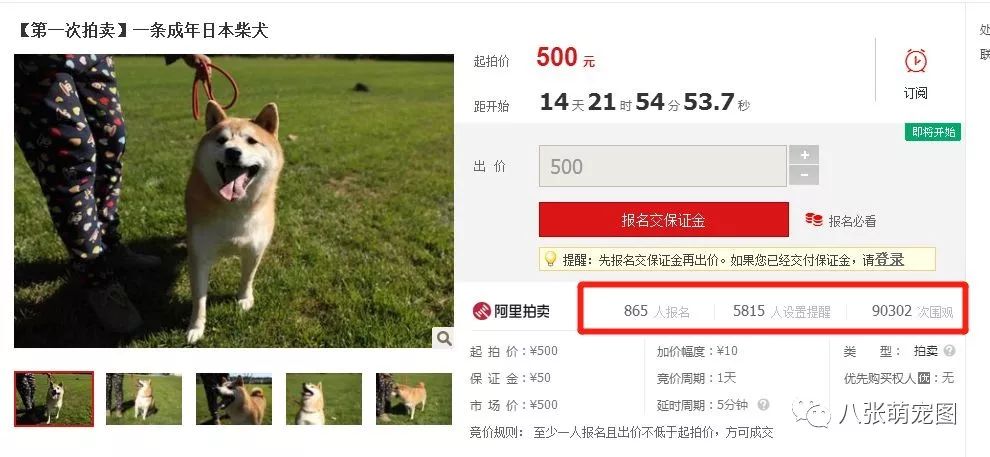 法院拍賣柴犬替主人還債？狗子：主人靠不住，只能靠自己！ 萌寵 第6張