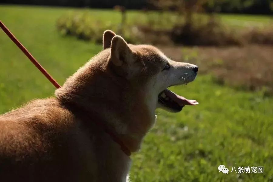 法院拍賣柴犬替主人還債？狗子：主人靠不住，只能靠自己！ 萌寵 第5張