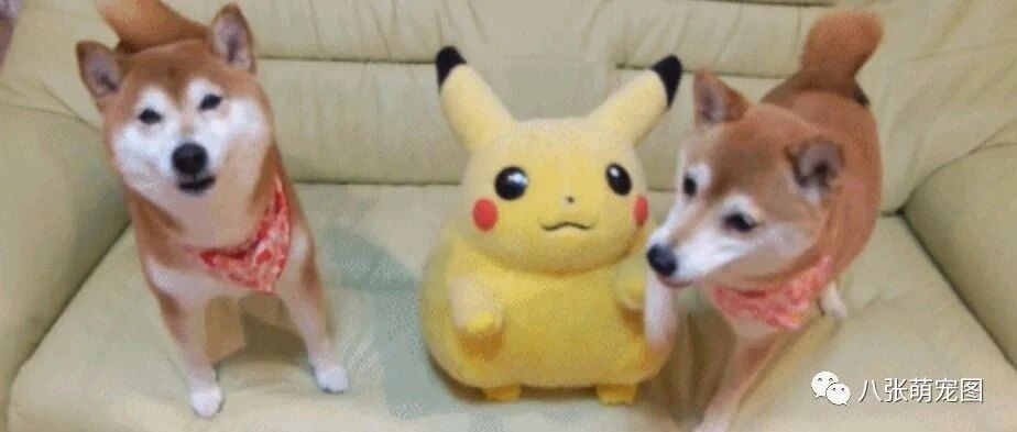 看完笑了我一整晚，这些“傻”狗真的太可爱了！