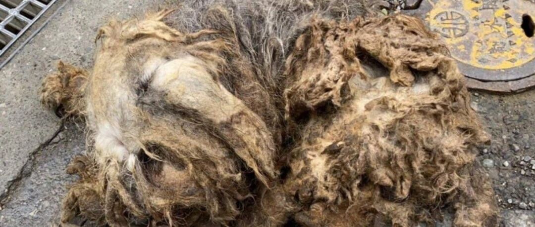 路边惊现两坨“臭抹布”!好心人将它们救起后发现…原来是两只小天使!