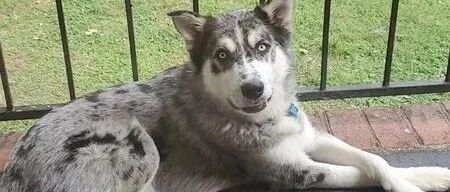 大雨天二哈却被关在院子里，邻居举报主人虐狗，但得知真相后…