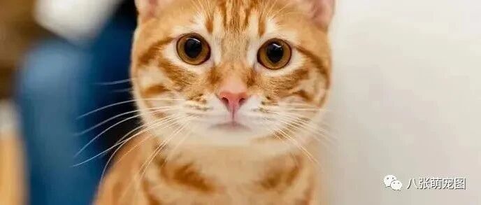 终于明白橘猫为什么这么胖了！