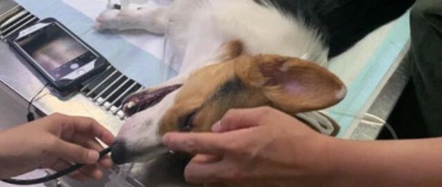 狗狗吞食这种东西后，差点要了它的命，幸亏铲屎官发现及时！