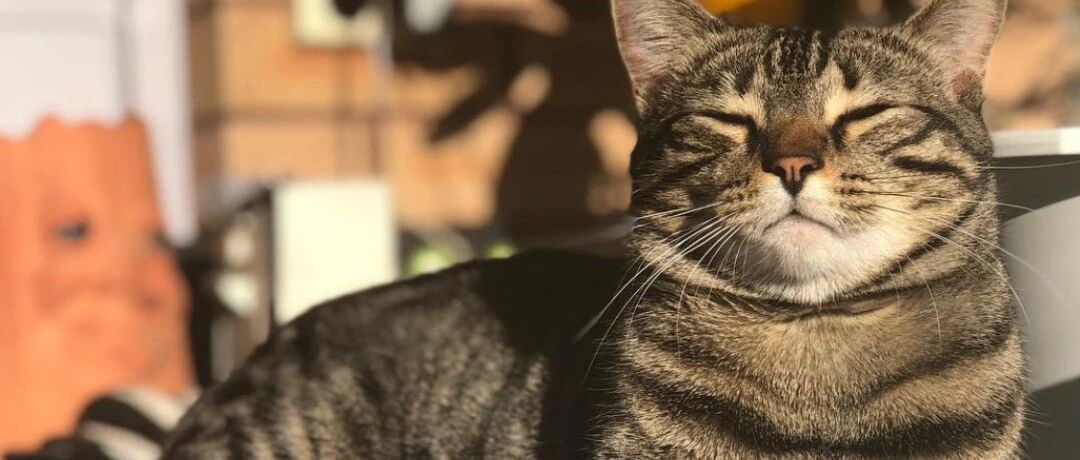 猫咪得知主人怀孕之后，每晚都到处寻摸柔软的衣物为她搭建产房......