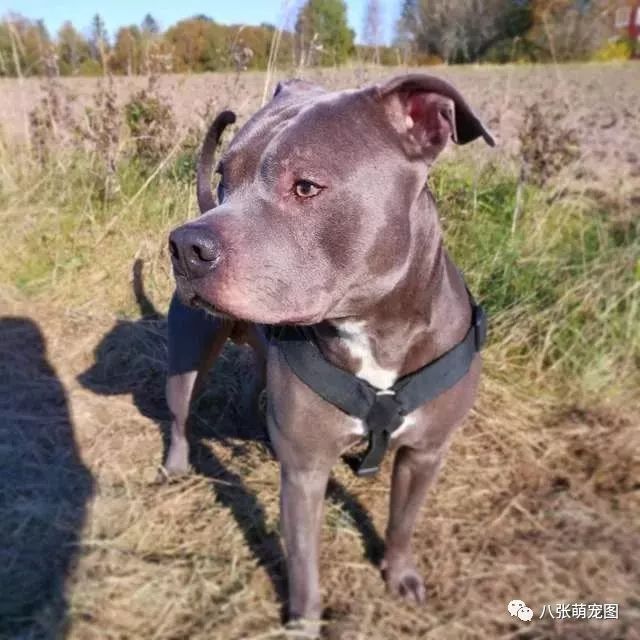 老奶奶很不喜歡比特犬這個品種，直到她被一隻比特犬救了一命... 寵物 第3張