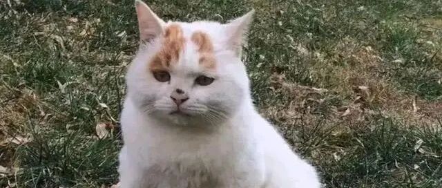 羡慕了，满脸“委屈”的小胖猫被领养了，如今还住上了大别墅