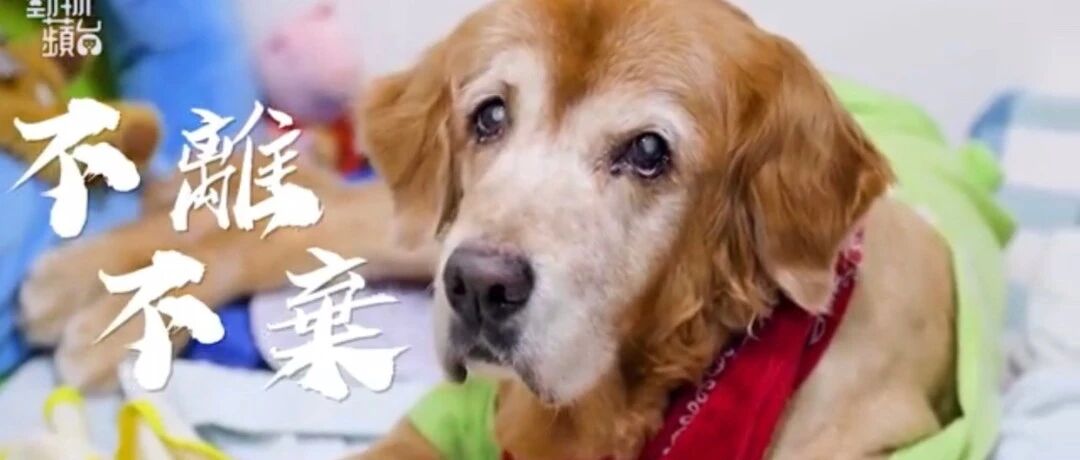 三只狗全都活超过20岁，最长达到了25岁！这位神秘铲屎官公布了自己的狗狗长寿秘籍……