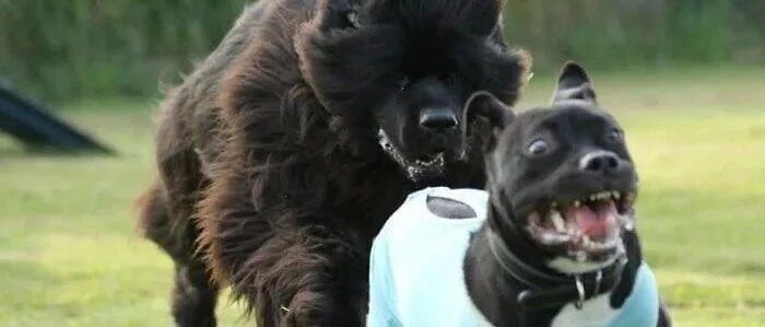 来自萌宠的迷惑行为......