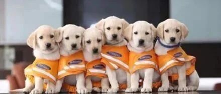 小导盲犬集体拍制服照，有的狗子却睡得东倒西歪，要被萌化了！