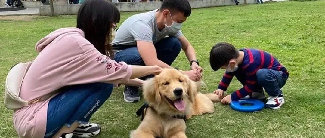 遛狗时突然跑过来一位小姐姐抱着小金毛痛苦，原来……