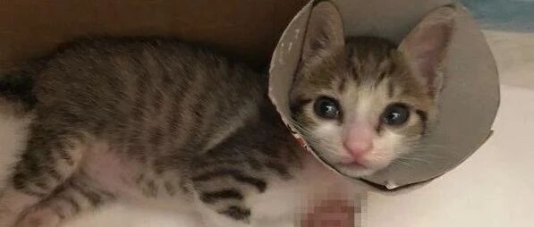 带伤流浪街头的瘦弱奶猫，在奶奶的照顾下，变身流肉大汉!