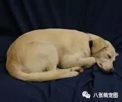 狗狗睡姿大揭秘，最後一種姿勢的狗竟是「天選之子」！ 未分類 第18張