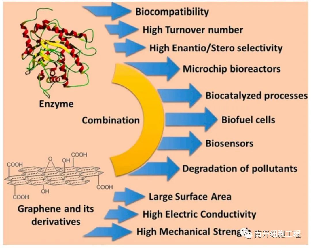 石墨烯为基底开发多功能纳米生物催化系统的图5