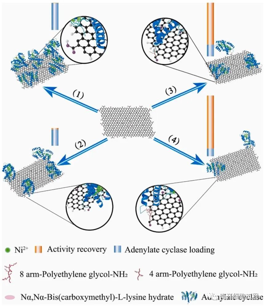 石墨烯为基底开发多功能纳米生物催化系统的图7