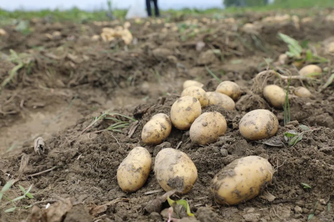 微信图片_20260518124307_550_217.jpg