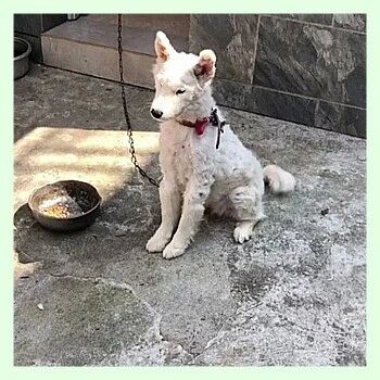 萨摩耶被送到农村奶奶家，居然变成“乞丐”了