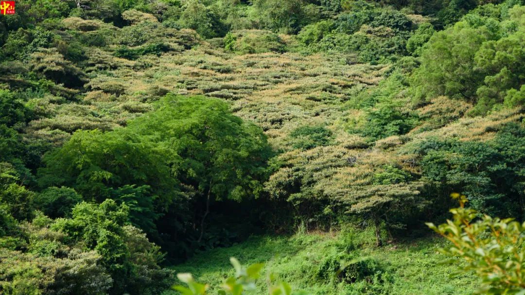 去爬山嗎？在中山發現一個好地方！ 旅遊 第21張