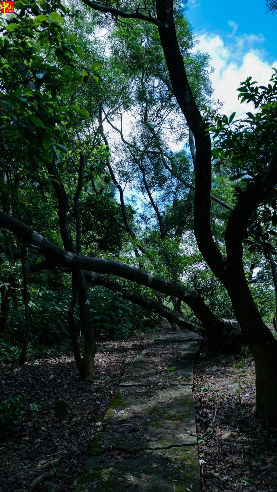 去爬山嗎？在中山發現一個好地方！ 旅遊 第19張