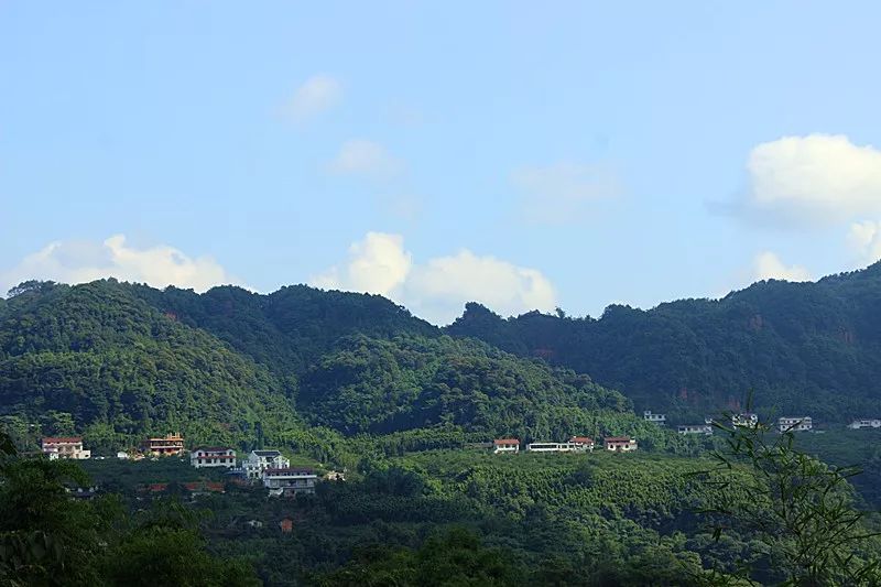 高縣流米寺李子熟了,快來採摘_宜賓旅遊