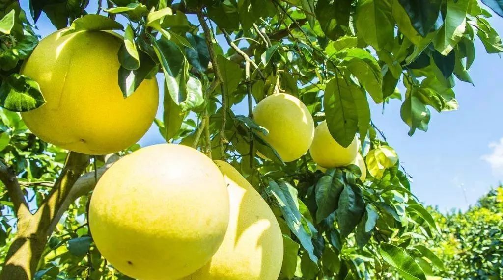 农业知识 柚子施用碳肥的施肥技术要点 禾苒生物科技 微信公众号文章阅读 Wemp