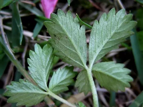 絹毛匍匐委陵菜potentilla reptans var.