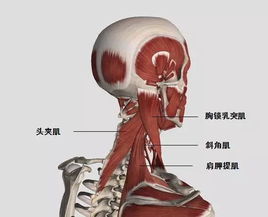 落枕，是脖子在喊救命 健康 第9張