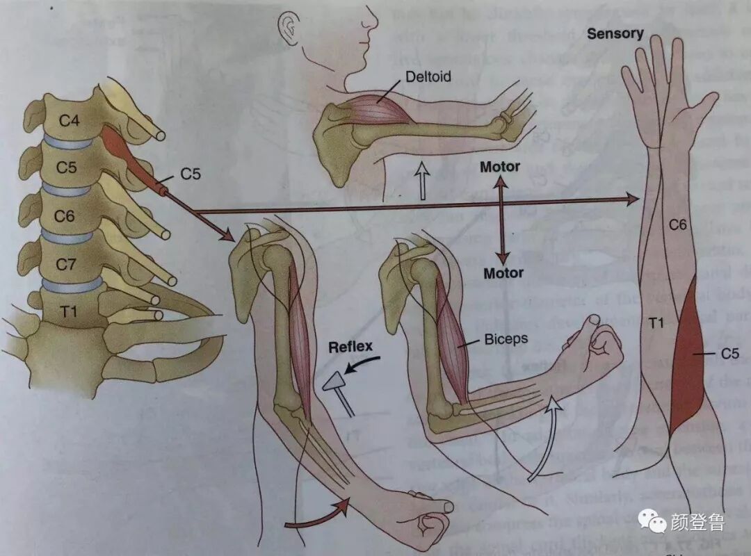 肩关节脱位或腋杖的压迫都可致腋神经损伤,损伤后主要表现为三角肌