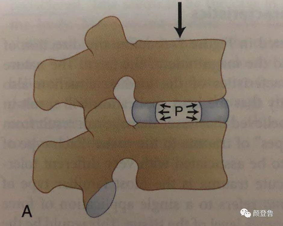 椎間盤的結構和功能