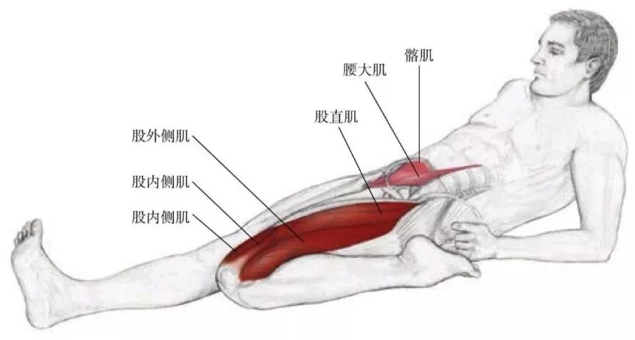 健身特辑 教你如何训练股四头肌 杭师大体育与健康学院 微信公众号文章阅读 Wemp