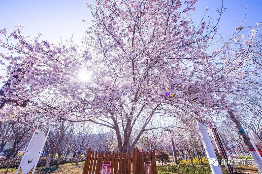 收藏第十届中国鹤壁樱花季系列活动安排来了附详细时间地点